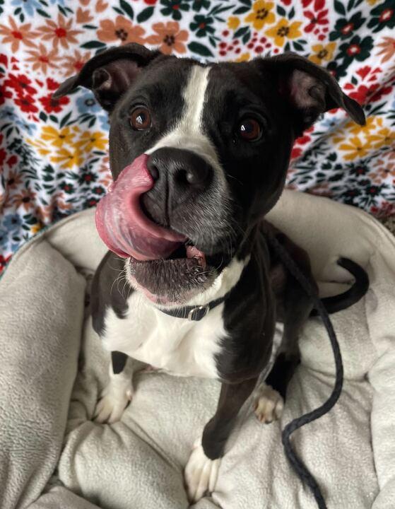 Enlarge Everest, a ADOPTABLE mixed breed in Jackson, MI image 5/6