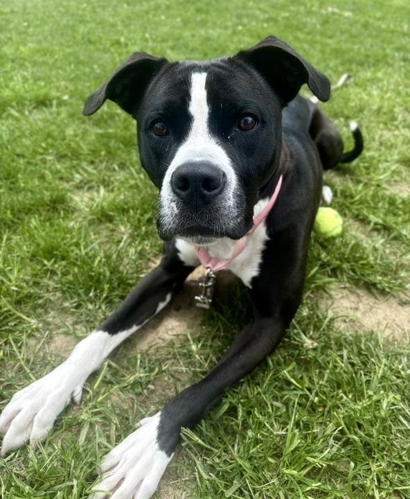 Enlarge Everest, a ADOPTABLE mixed breed in Jackson, MI image 1/6