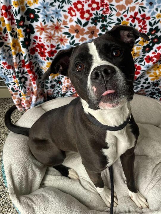 Enlarge Everest, a ADOPTABLE mixed breed in Jackson, MI image 2/6