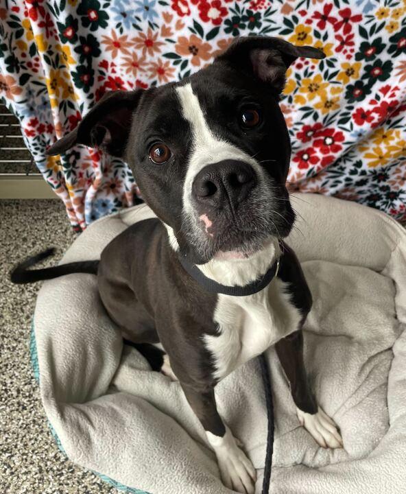 Enlarge Everest, a ADOPTABLE mixed breed in Jackson, MI image 3/6