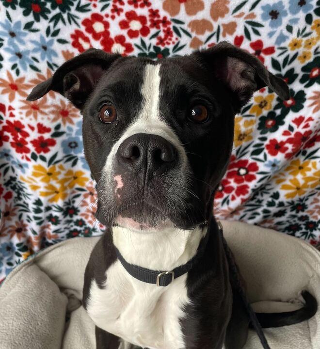 Everest, ADOPTABLE, Adult Female American Bulldog.