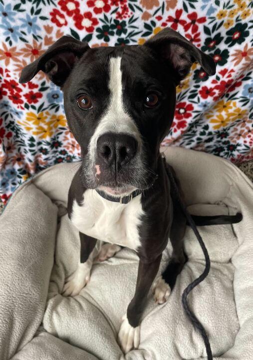 Enlarge Everest, a ADOPTABLE mixed breed in Jackson, MI image 4/6
