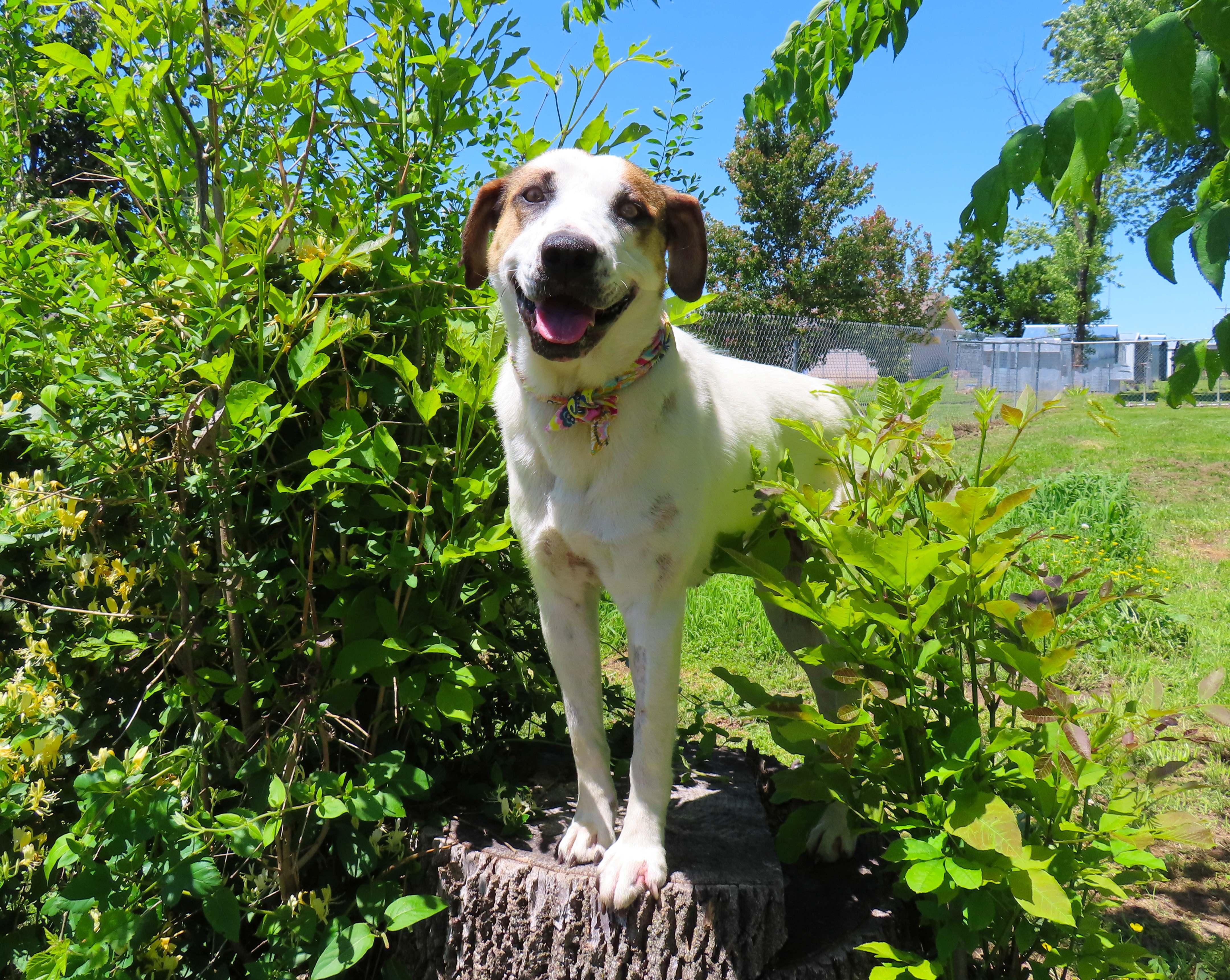 Enlarge Katie  26C-101, a ADOPTABLE mixed breed in Rogers, AR image 2/5