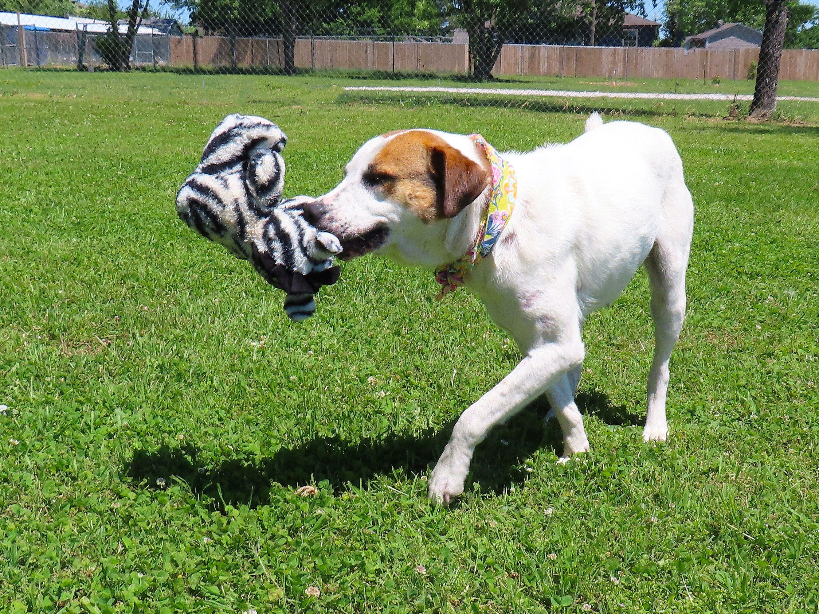Enlarge Katie  26C-101, a ADOPTABLE mixed breed in Rogers, AR image 4/5
