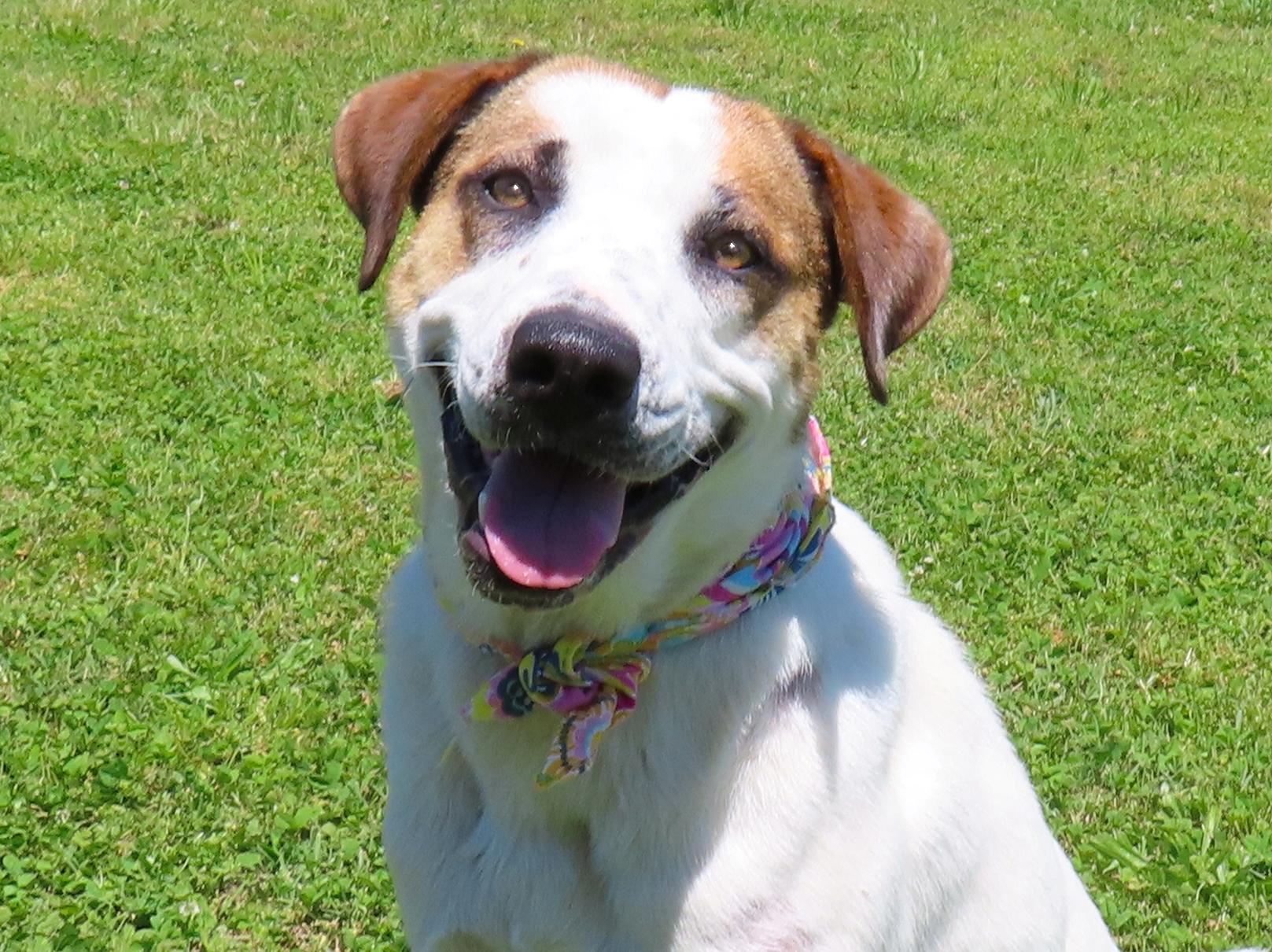 Katie  26C-101, ADOPTABLE, Young Female English Pointer & Labrador Retriever.