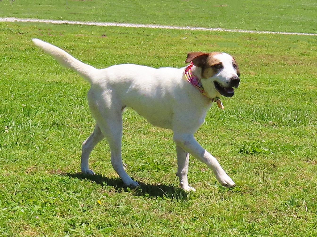 Enlarge Katie  26C-101, a ADOPTABLE mixed breed in Rogers, AR image 5/5