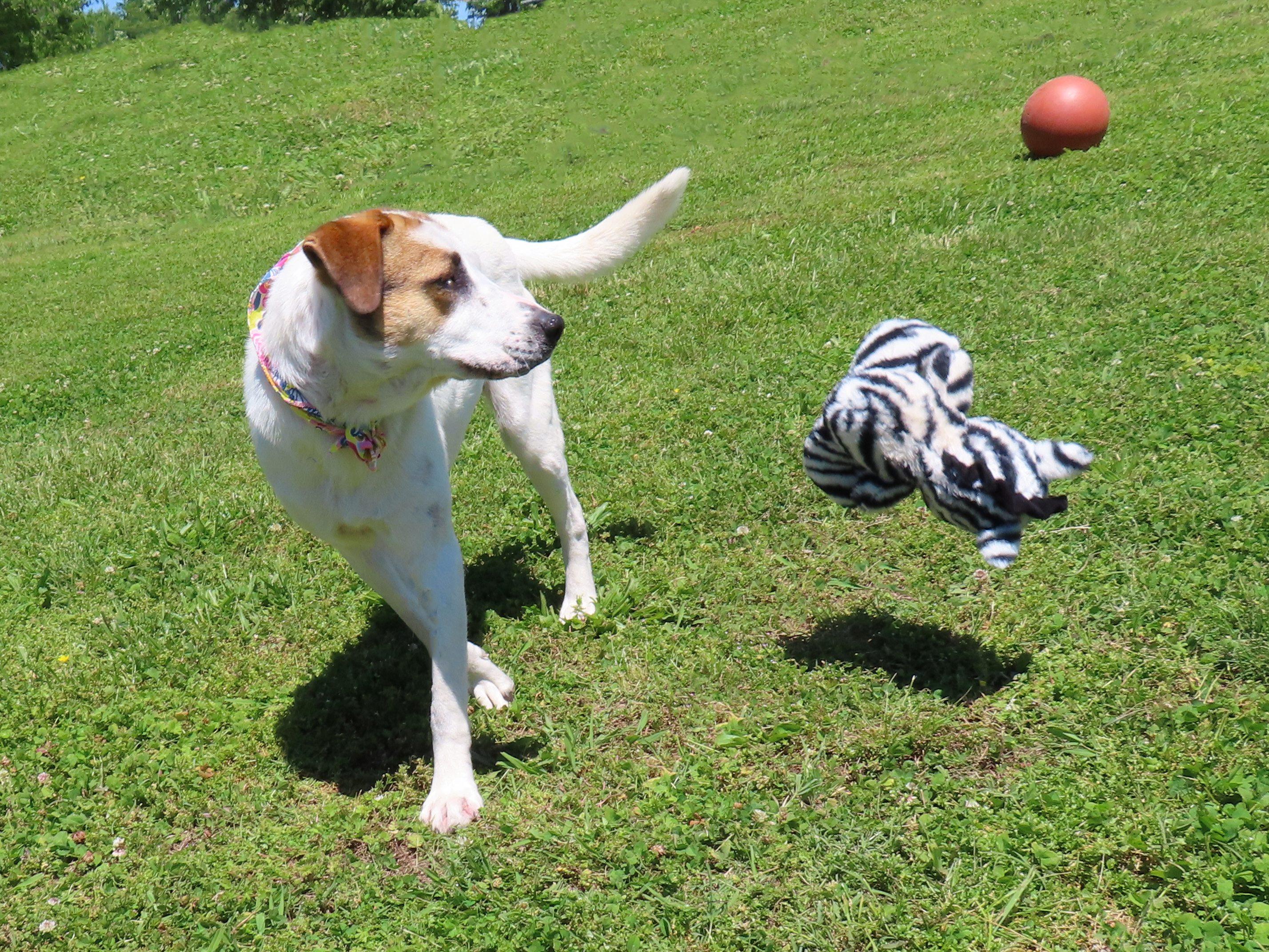 Enlarge Katie  26C-101, a ADOPTABLE mixed breed in Rogers, AR image 3/5