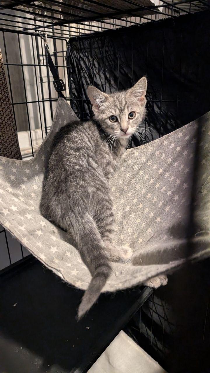 Simon (READ!), a Adoptable American Shorthair in Pikesville, MD image 1/3
