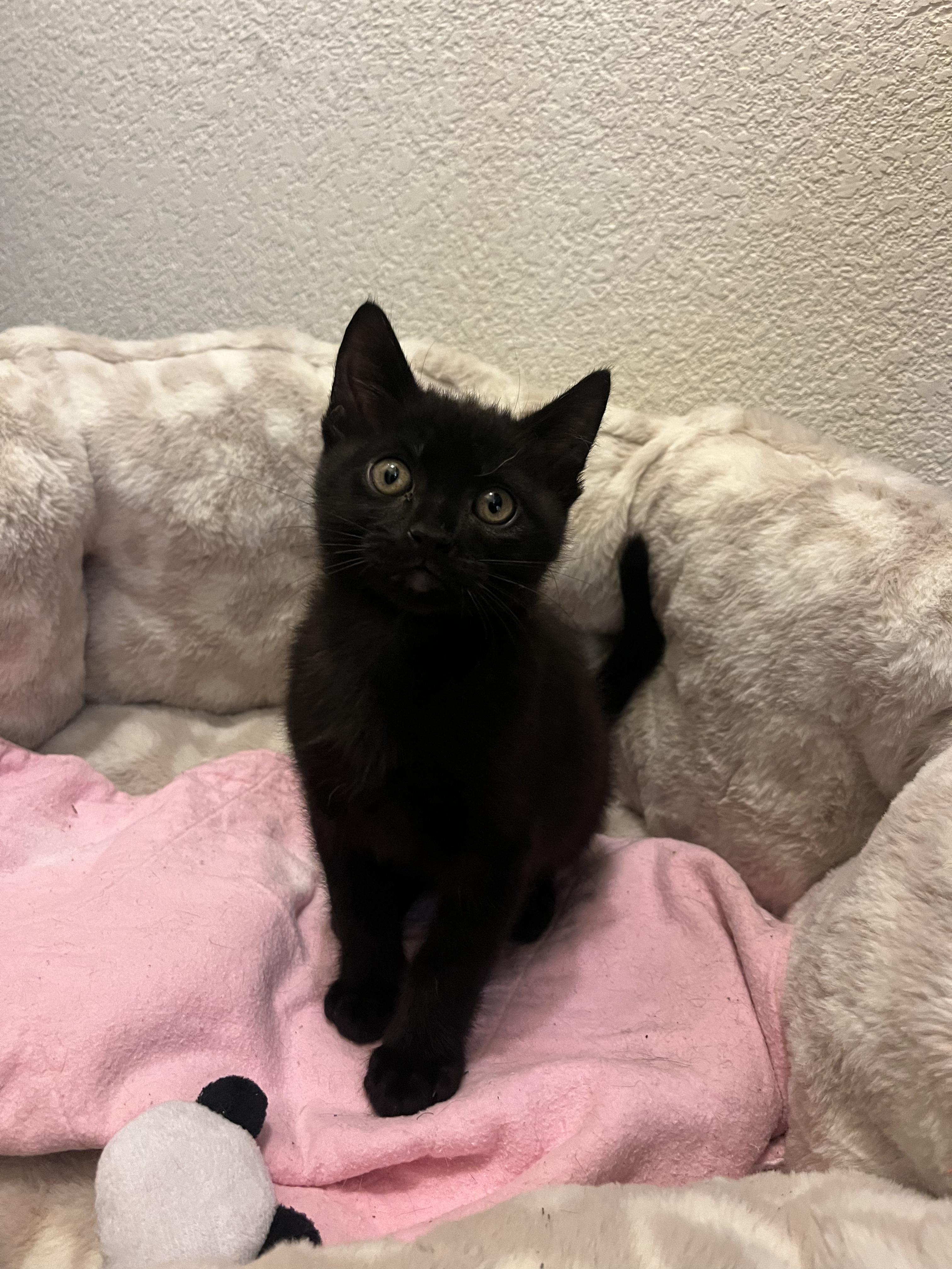 Enlarge Sgt. Pepper, an adopted Domestic Short Hair in Davis, CA image 2/3