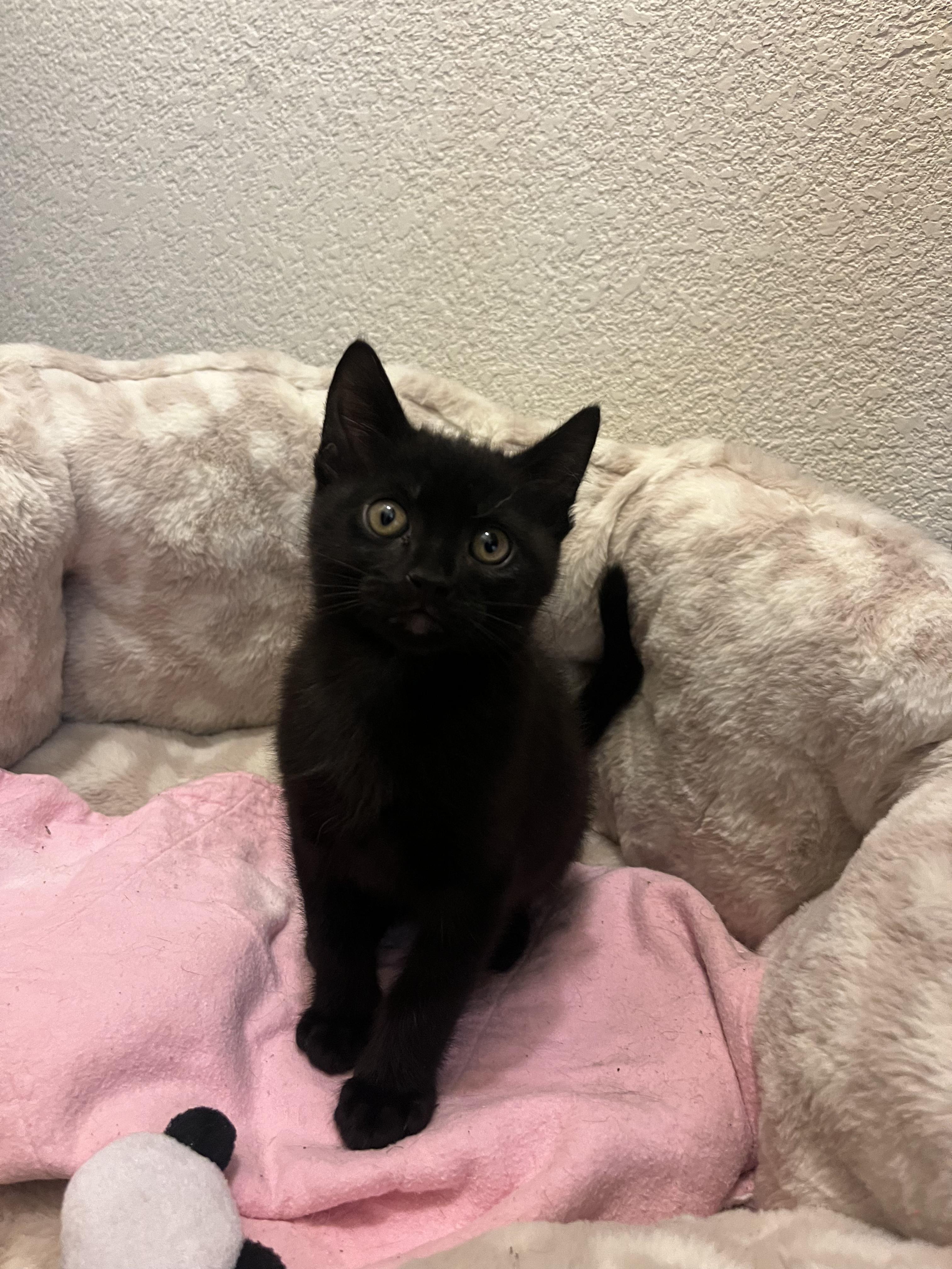 Enlarge Sgt. Pepper, an adopted Domestic Short Hair in Davis, CA image 1/3