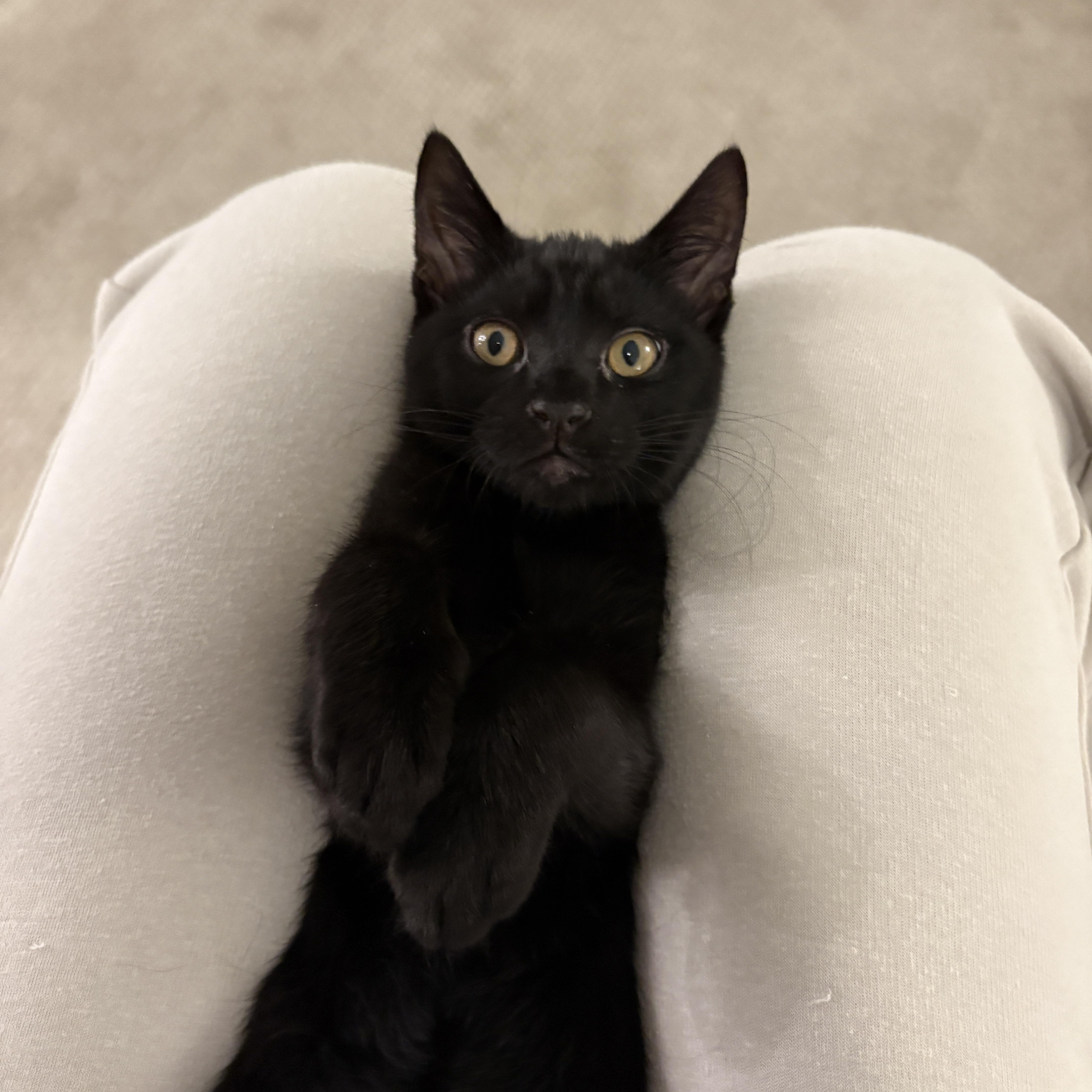 Enlarge Sgt. Pepper, an adopted Domestic Short Hair in Davis, CA image 3/3