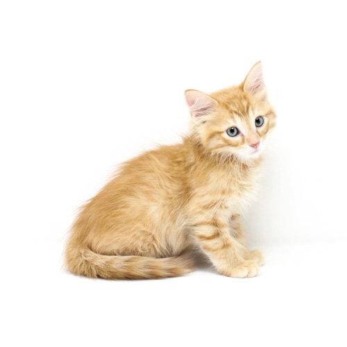 Garfield, Adopted, Kitten Male Domestic Medium Hair.