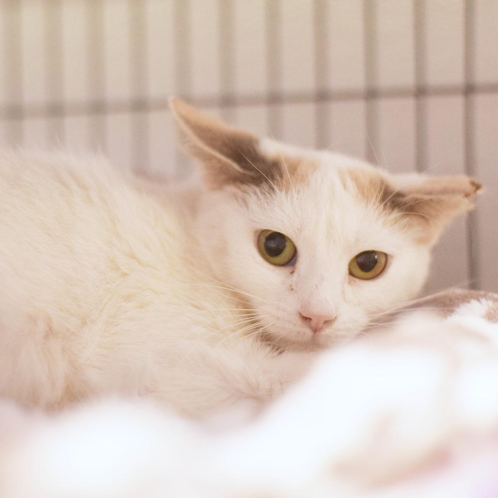 Agnes, Adoptable, Young Female Domestic Short Hair.