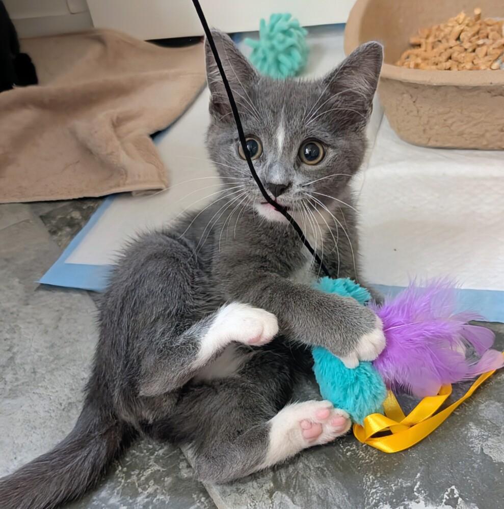 Enlarge Zeppo, a Adoptable Domestic Short Hair in Louisa, VA image 1/3