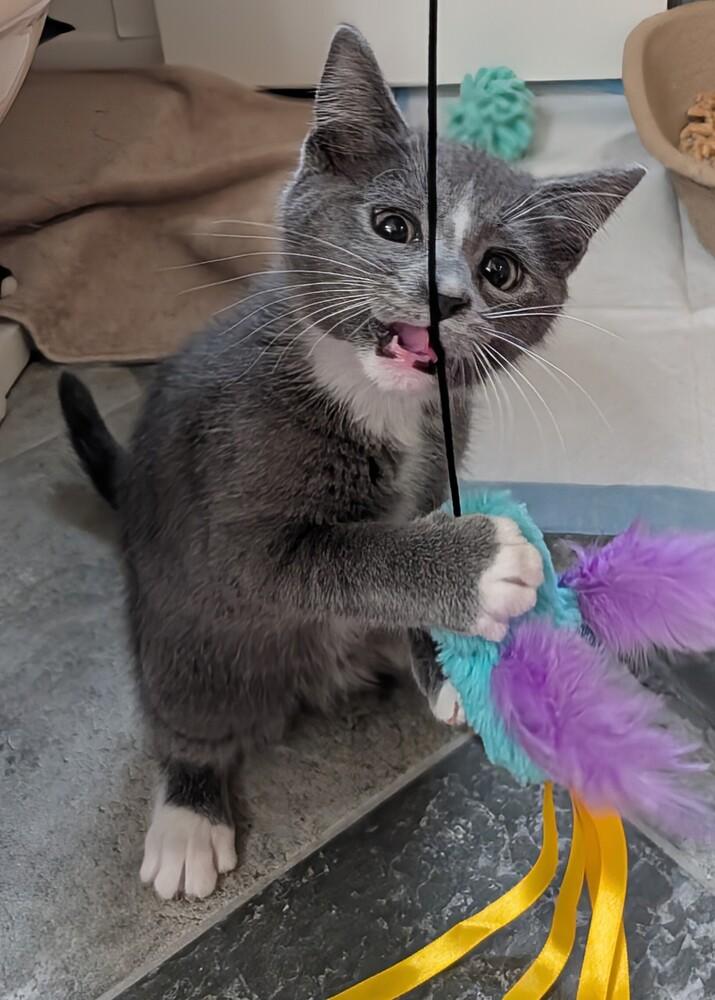 Enlarge Zeppo, a Adoptable Domestic Short Hair in Louisa, VA image 3/3