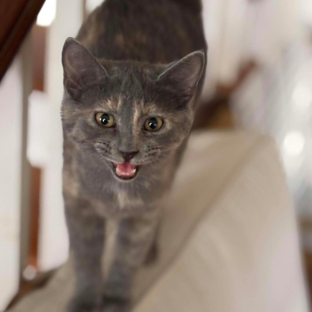 Enlarge Alley Cat, a Adoptable Domestic Short Hair in Winchester, VA image 2/4