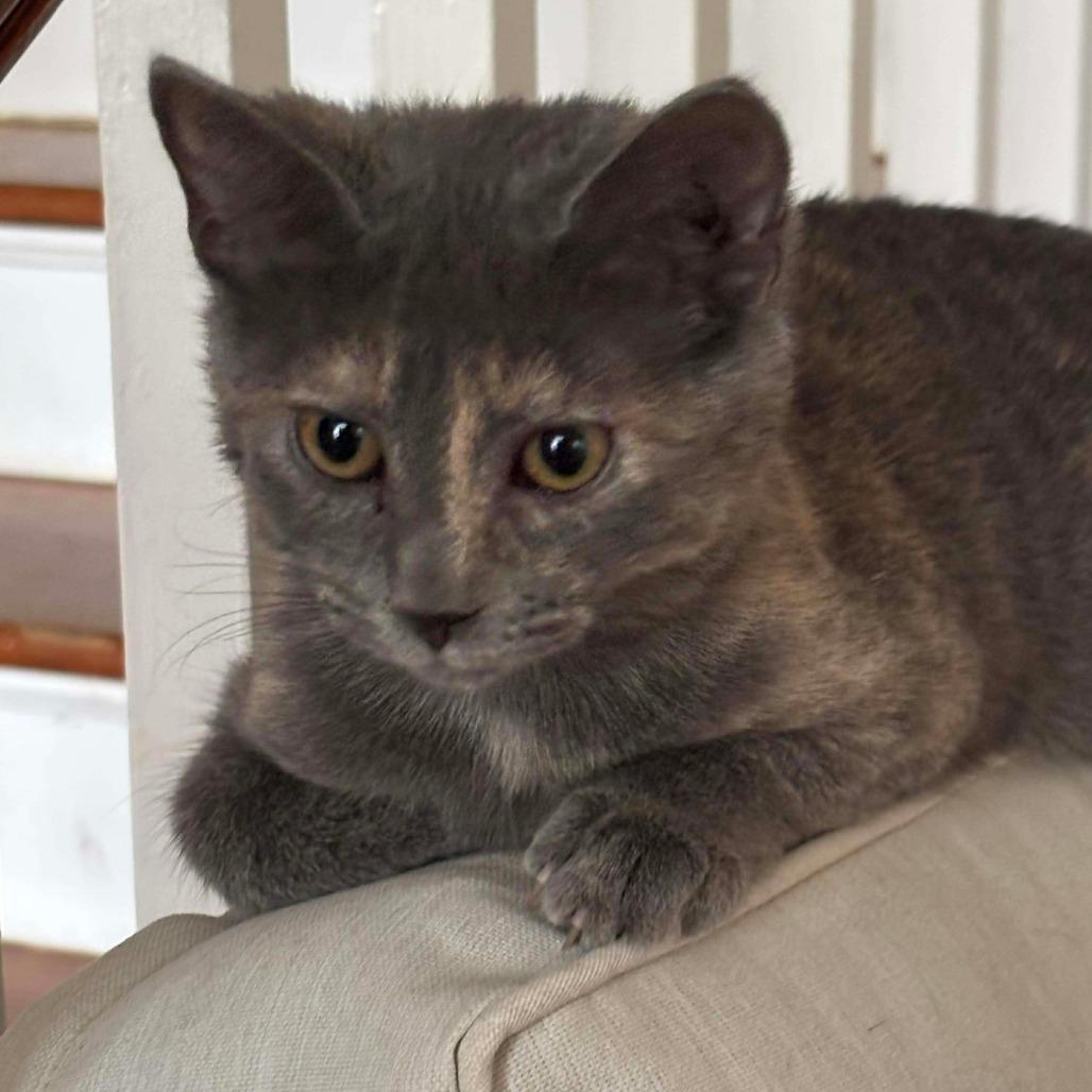 Enlarge Alley Cat, a Adoptable Domestic Short Hair in Winchester, VA image 3/4