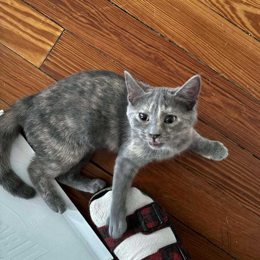 Enlarge Alley Cat, a Adoptable Domestic Short Hair in Winchester, VA image 4/4