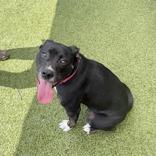 Midnight, a ADOPTABLE Pit Bull Terrier in Hilliard, OH image 1/3