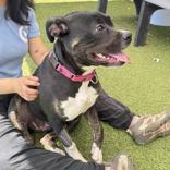 Midnight, a ADOPTABLE Pit Bull Terrier in Hilliard, OH image 2/3