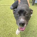 Midnight, a ADOPTABLE Pit Bull Terrier in Hilliard, OH image 3/3