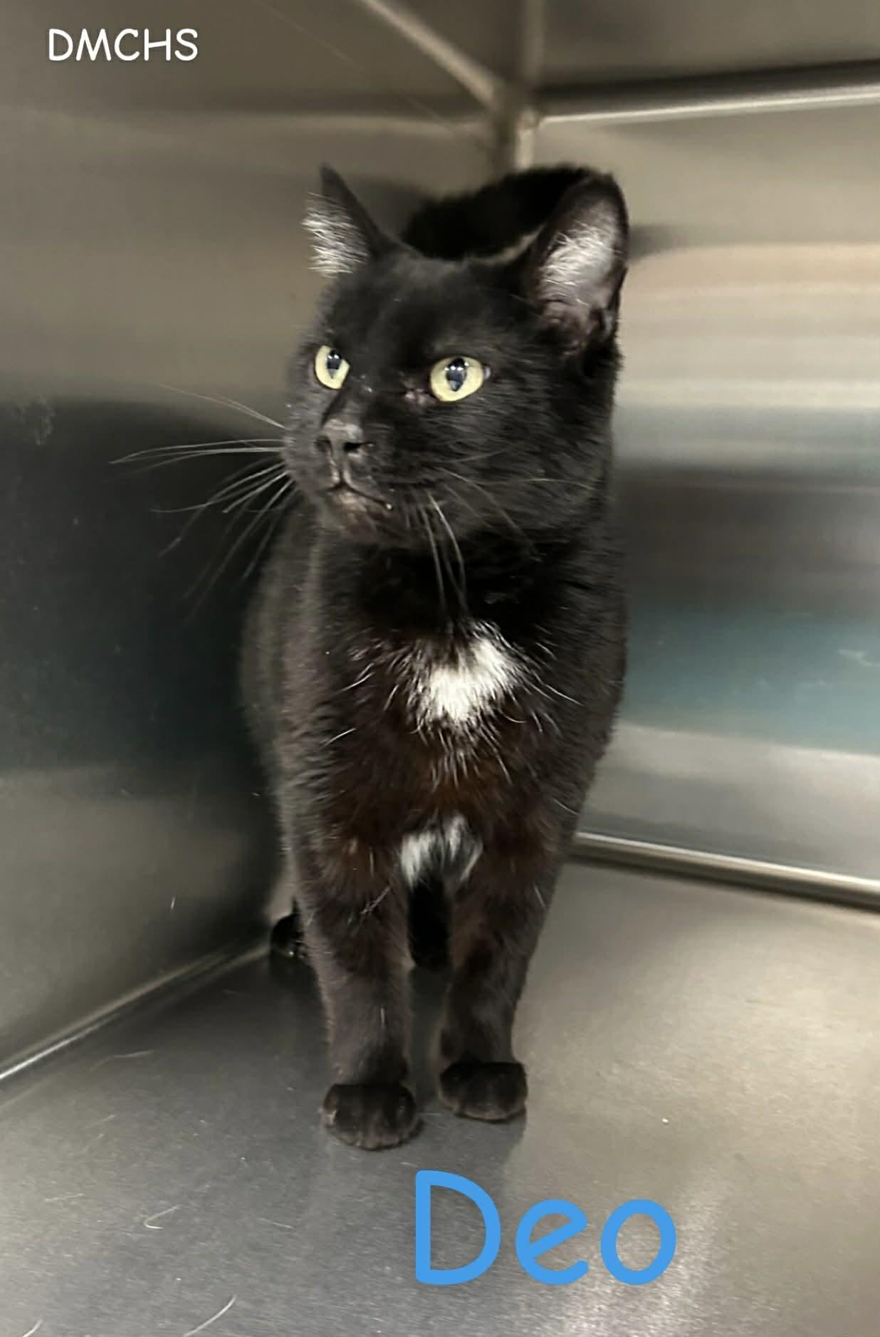 Deo, Adoptable, Young Male Domestic Short Hair.