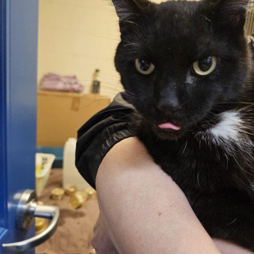 Enlarge Deo, a Adoptable Domestic Short Hair in Burlington, IA image 1/3