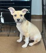 Enlarge Richer, a ADOPTABLE mixed breed in Winfield, KS image 1/1