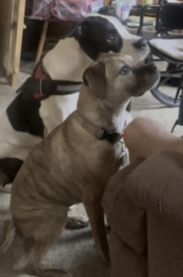 Enlarge Maya, a Adoptable mixed breed in Doylestown, PA image 3/6