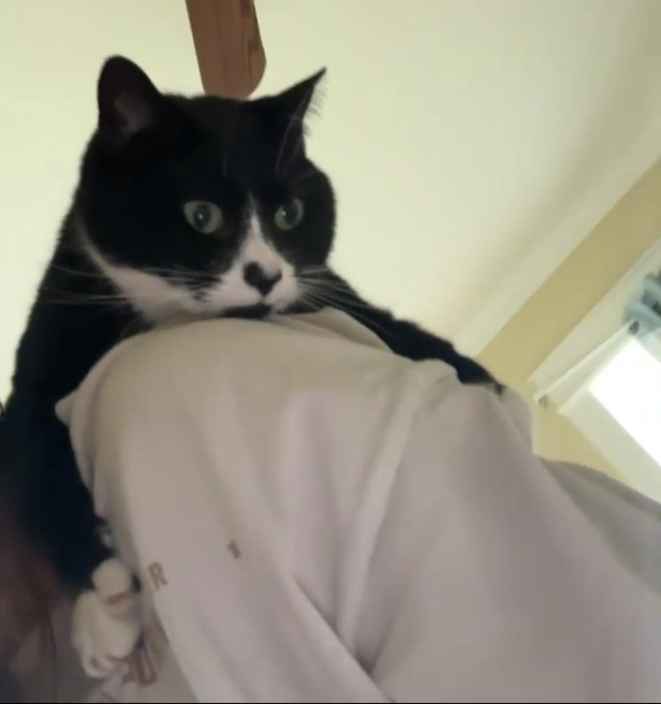 Peep (bonded with Ciren), a Adoptable mixed breed in Crossville, TN image 2/4