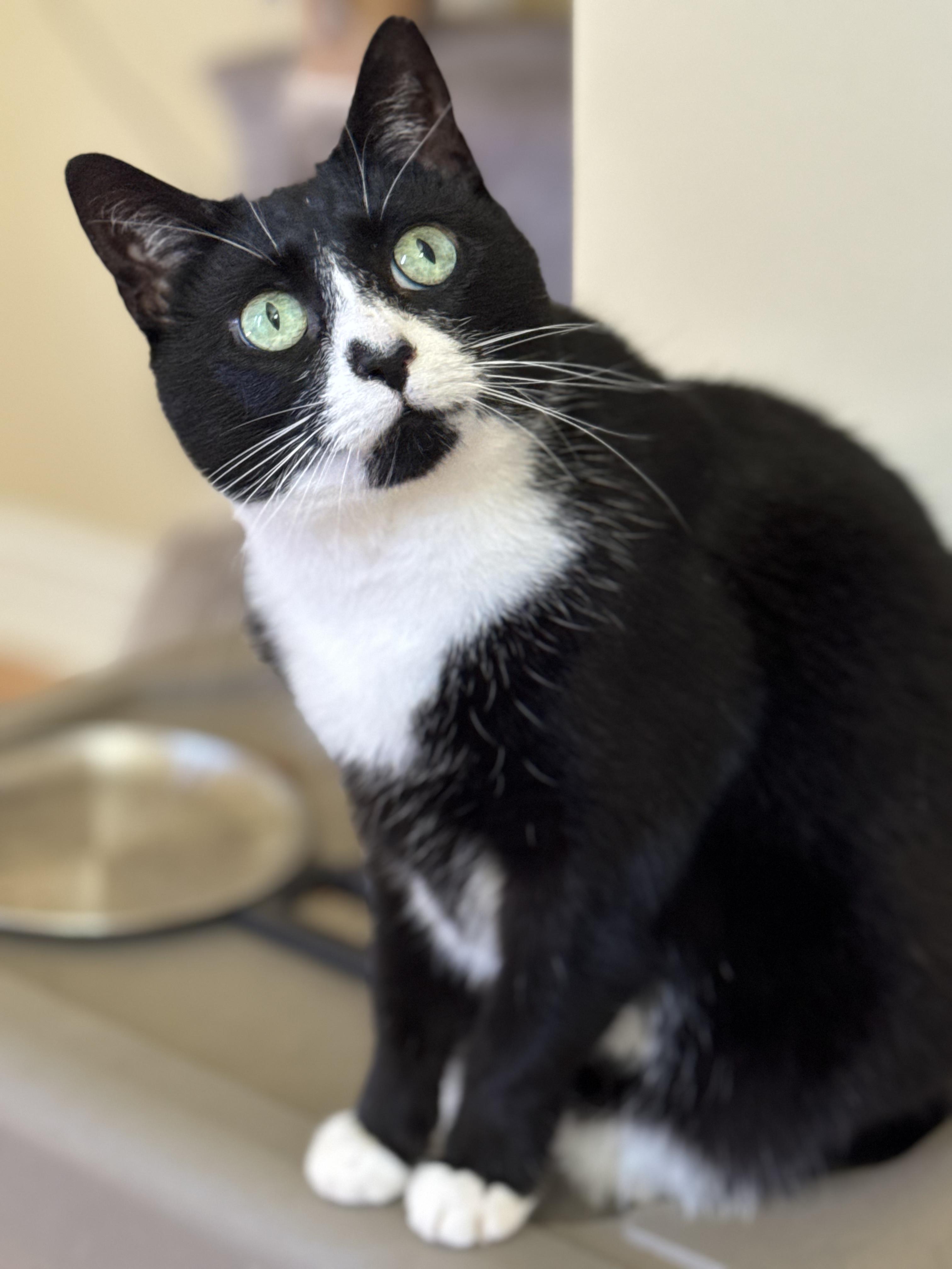 Peep (bonded with Ciren), Adoptable, Adult Female Domestic Short Hair.
