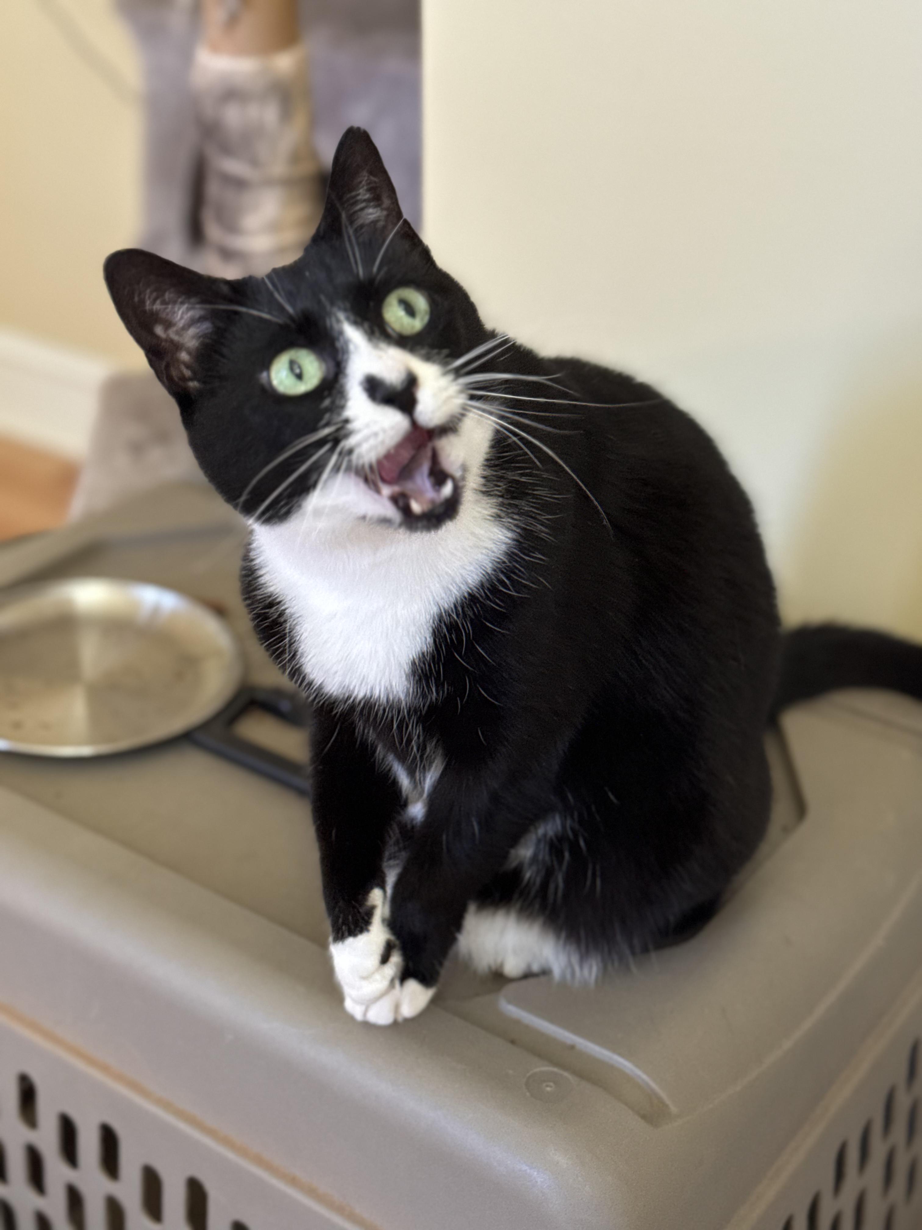 Peep (bonded with Ciren), a Adoptable mixed breed in Crossville, TN image 3/4