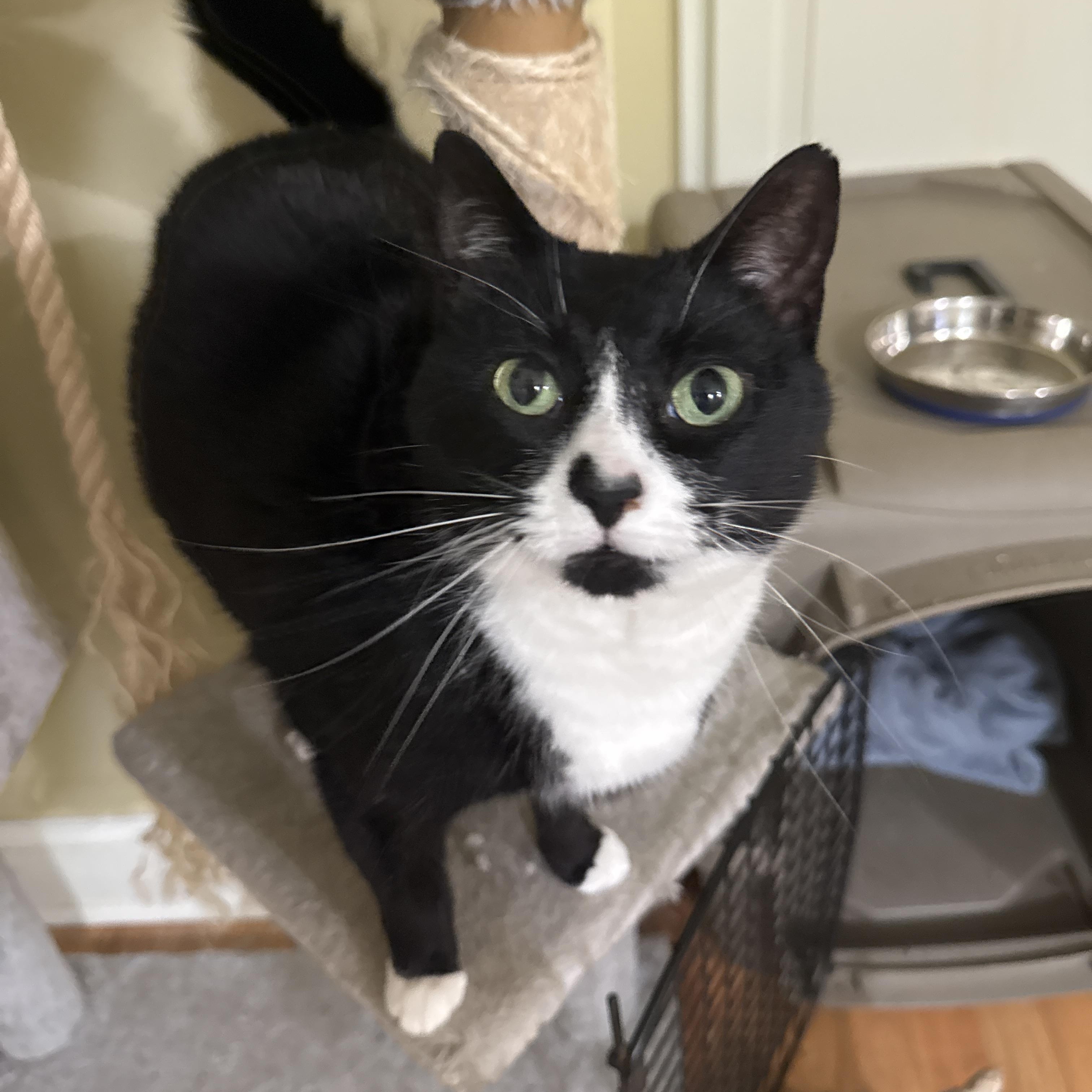 Peep (bonded with Ciren), a Adoptable mixed breed in Crossville, TN image 4/4