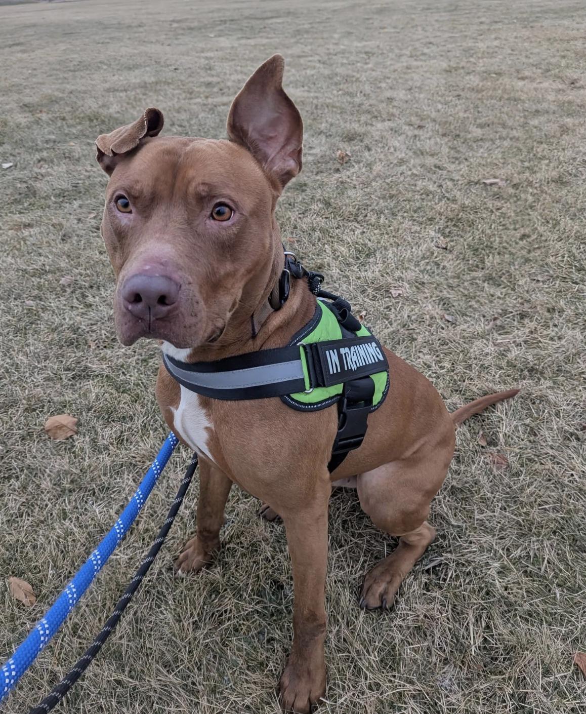 Enlarge Graham, a Adoptable Pit Bull Terrier in Mokena, IL image 3/6
