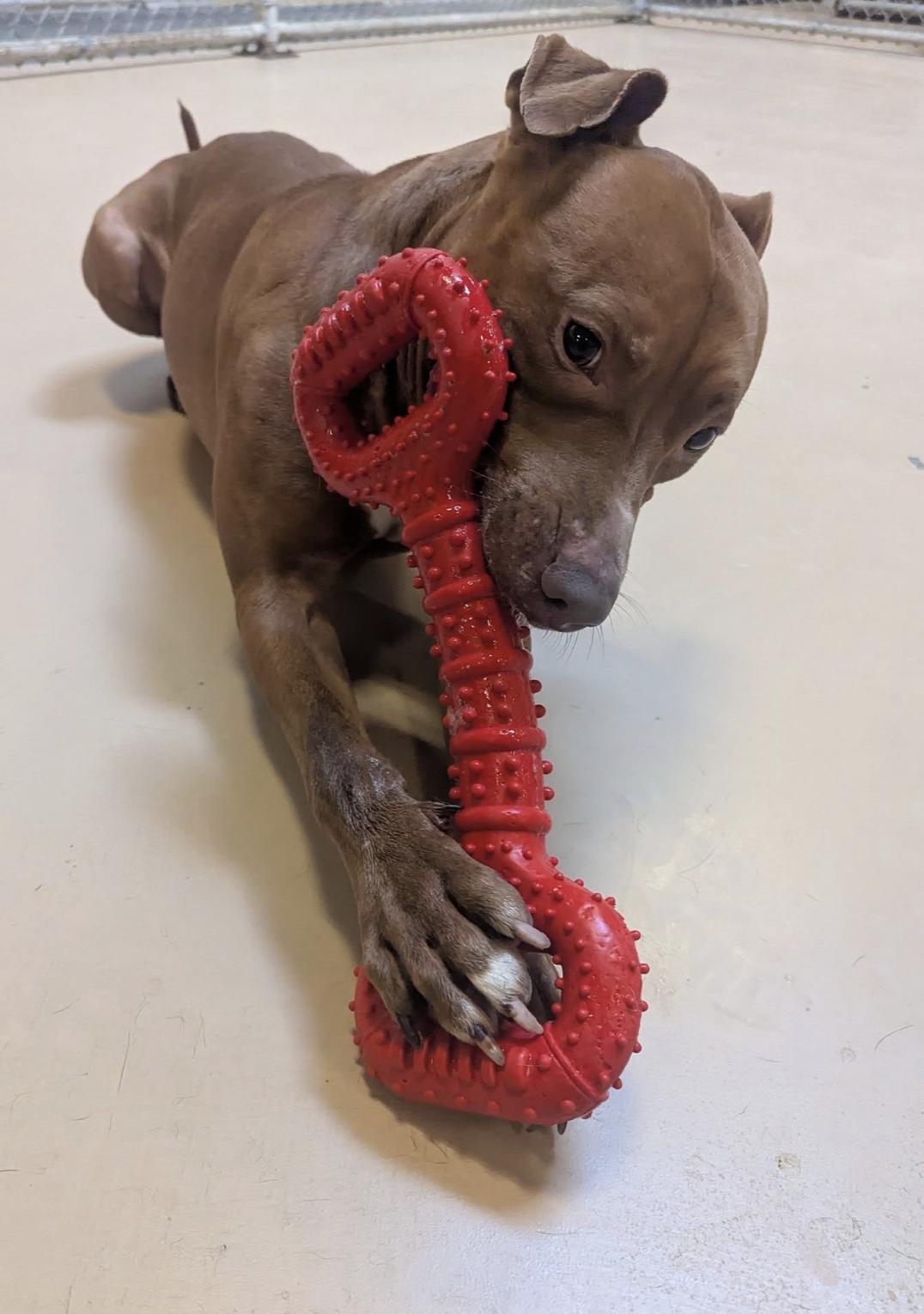 Enlarge Graham, a Adoptable Pit Bull Terrier in Mokena, IL image 4/6
