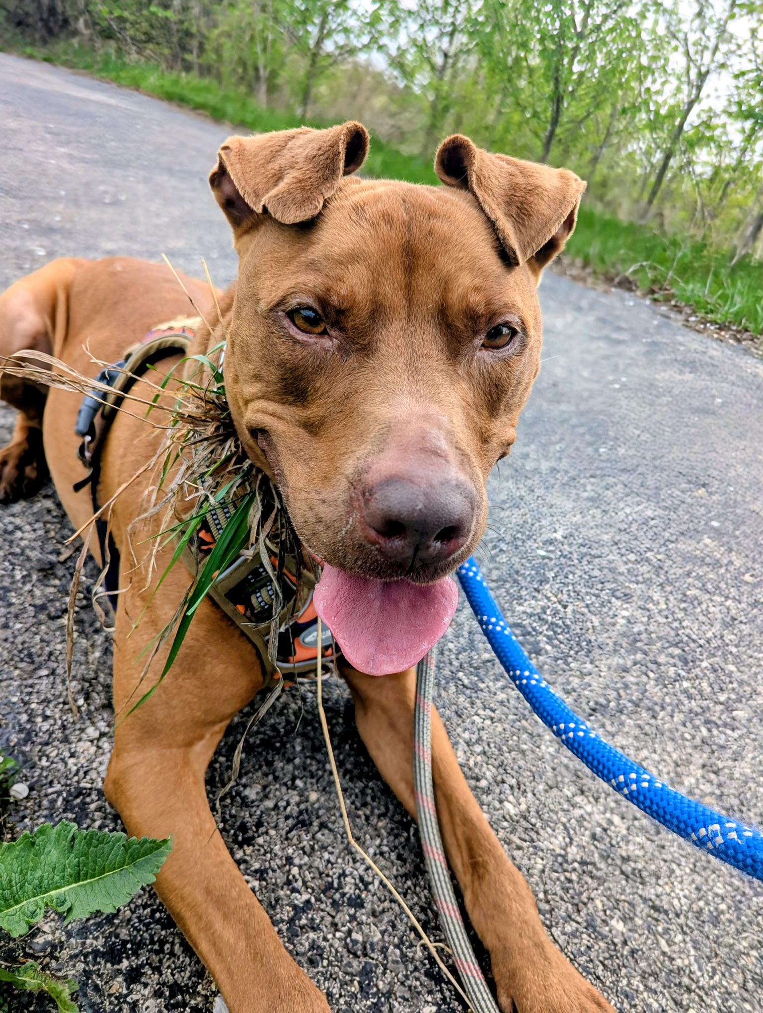 Enlarge Graham, a Adoptable Pit Bull Terrier in Mokena, IL image 2/6