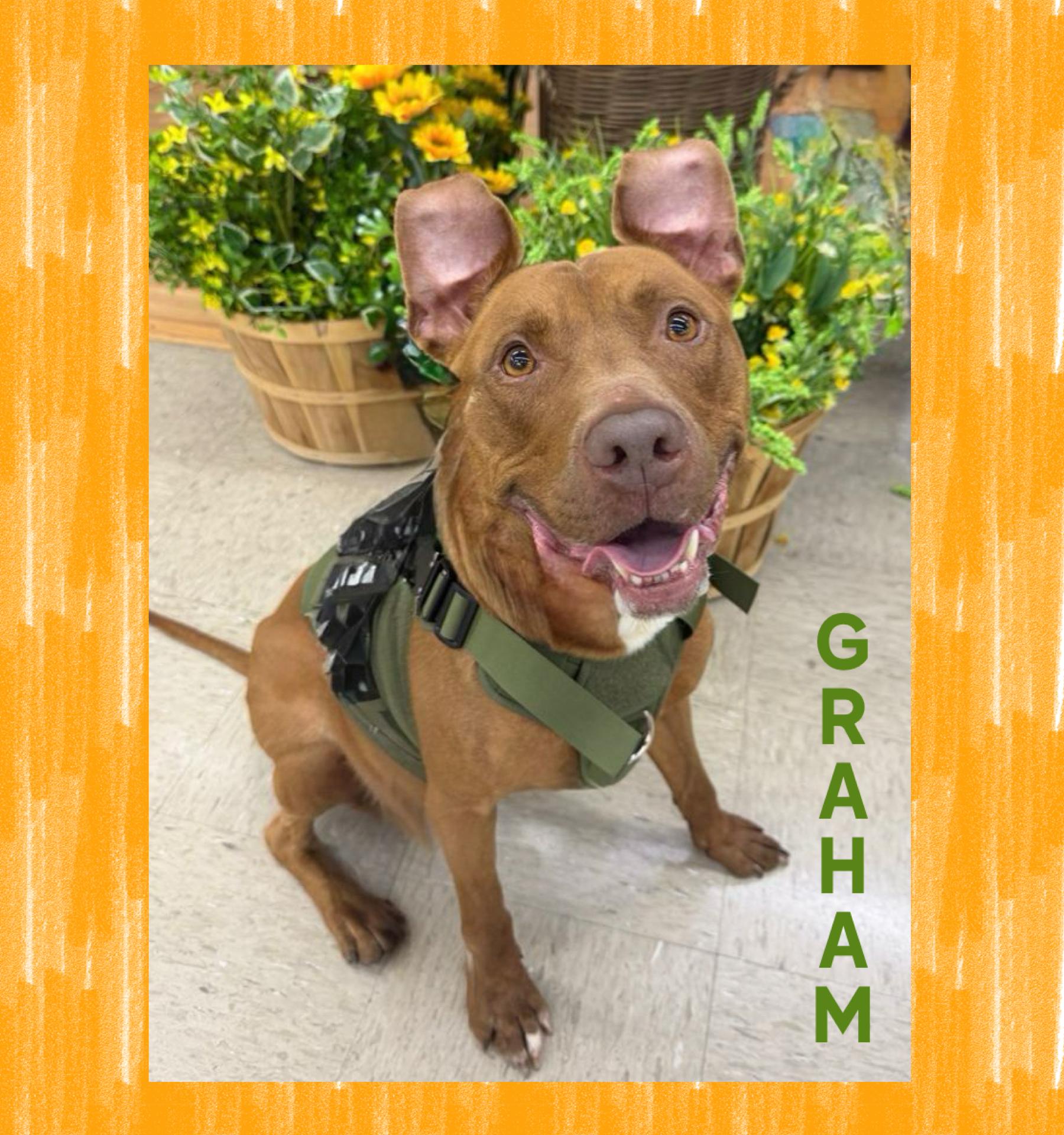 Graham, Adoptable, Adult Male Pit Bull Terrier.
