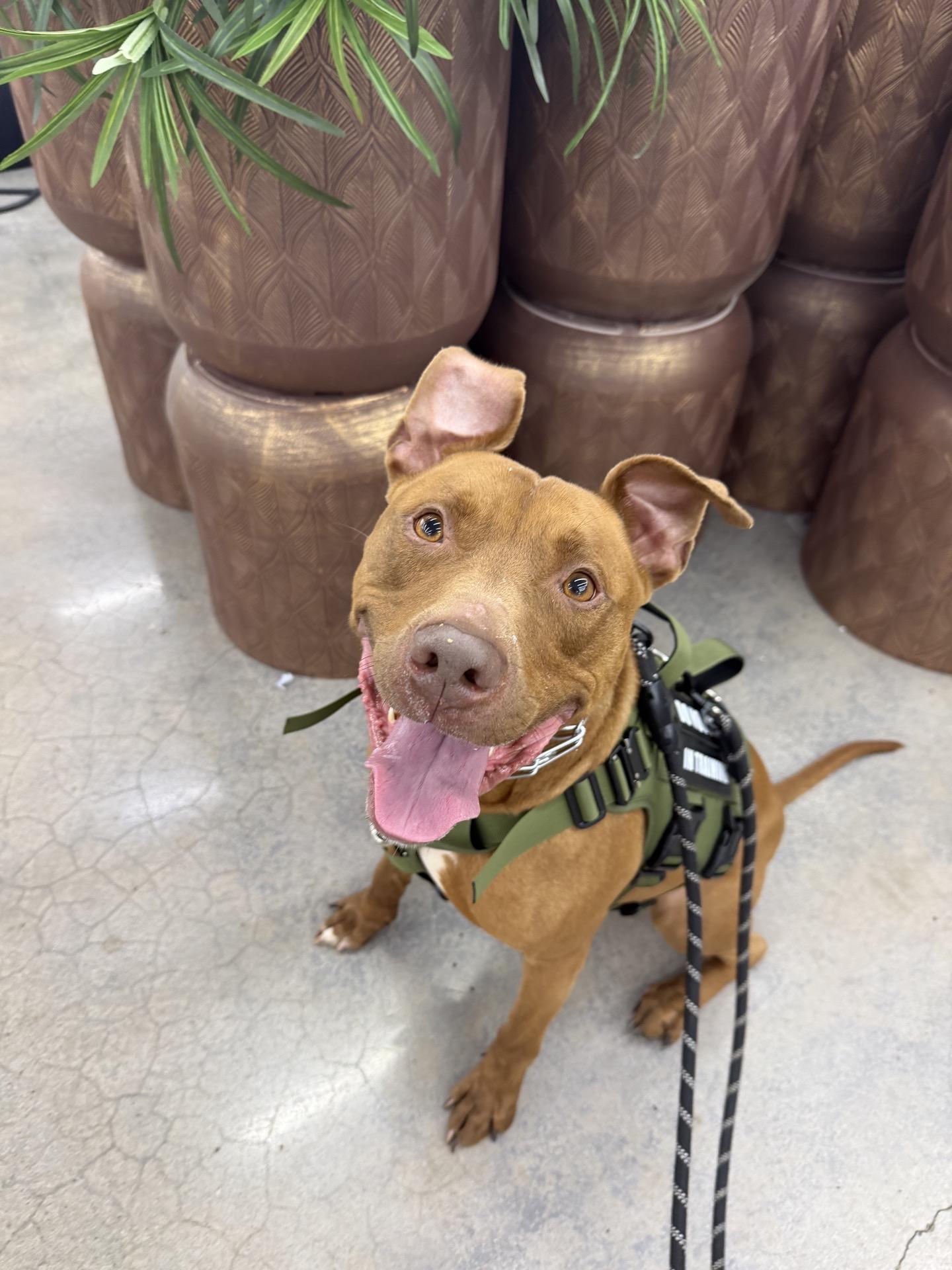 Enlarge Graham, a Adoptable Pit Bull Terrier in Mokena, IL image 6/6