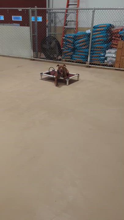 Enlarge Graham, a Adoptable Pit Bull Terrier in Mokena, IL video 5/6