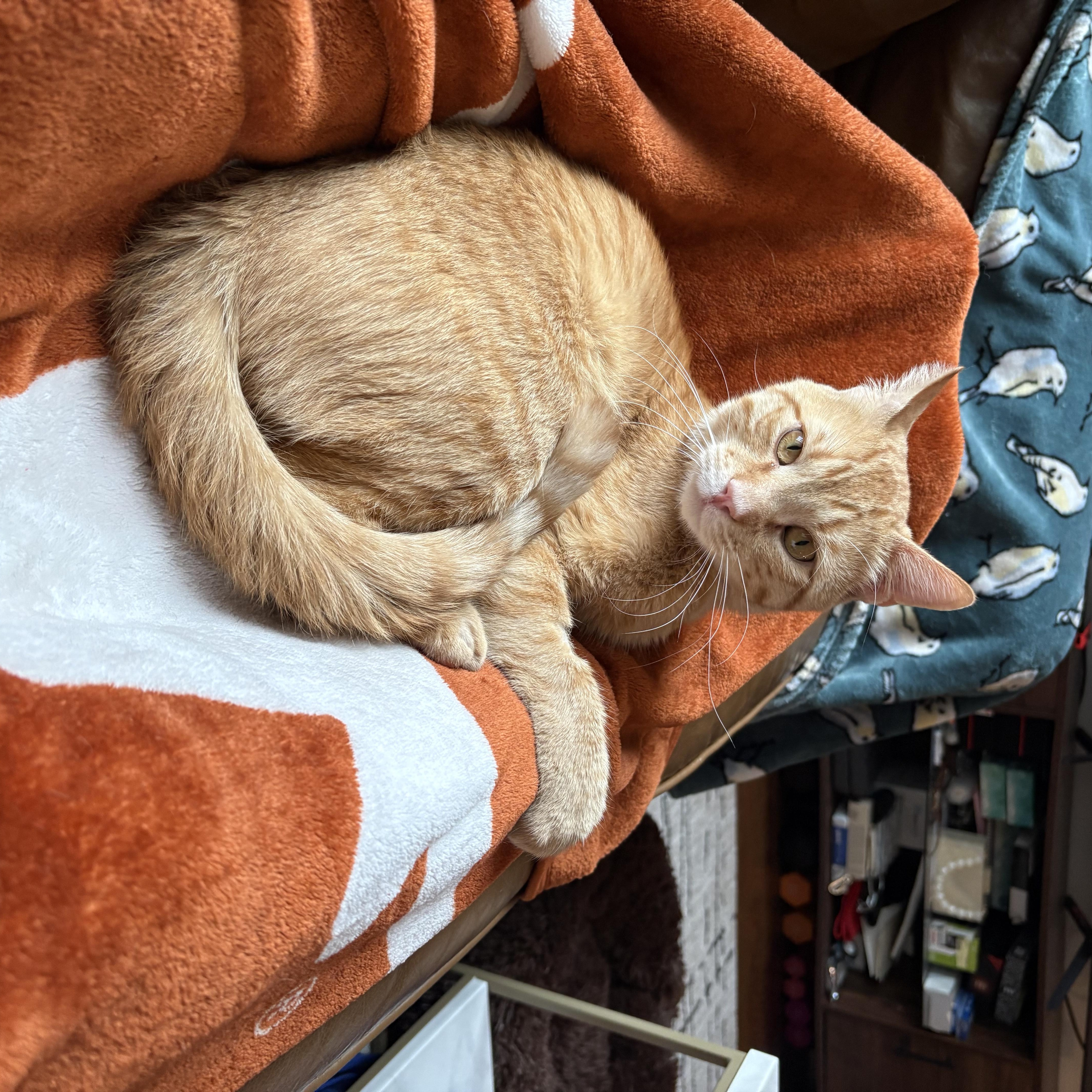 Enlarge Angel Saunders, a ADOPTABLE Domestic Short Hair in New York, NY image 5/5