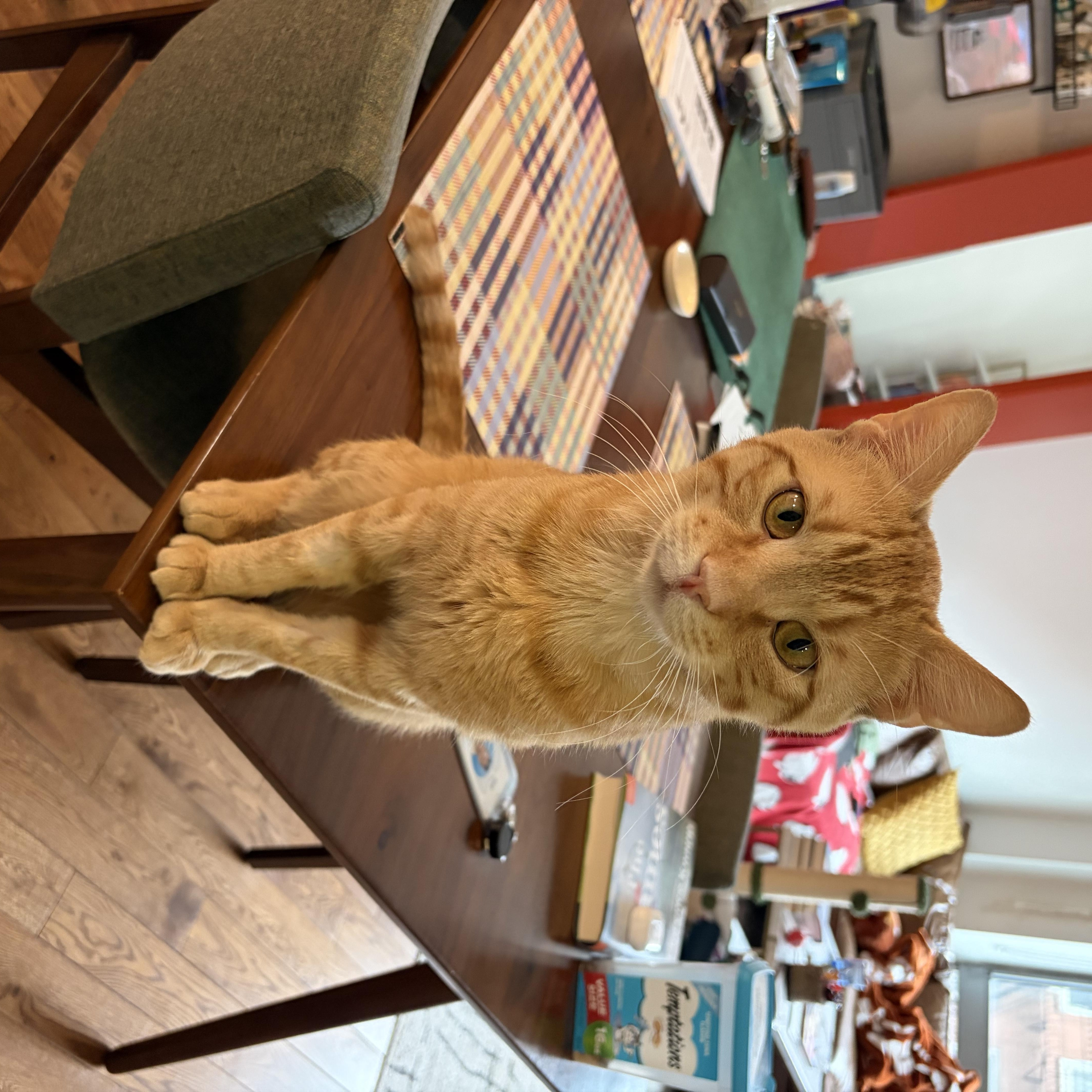 Enlarge Angel Saunders, a ADOPTABLE Domestic Short Hair in New York, NY image 4/5