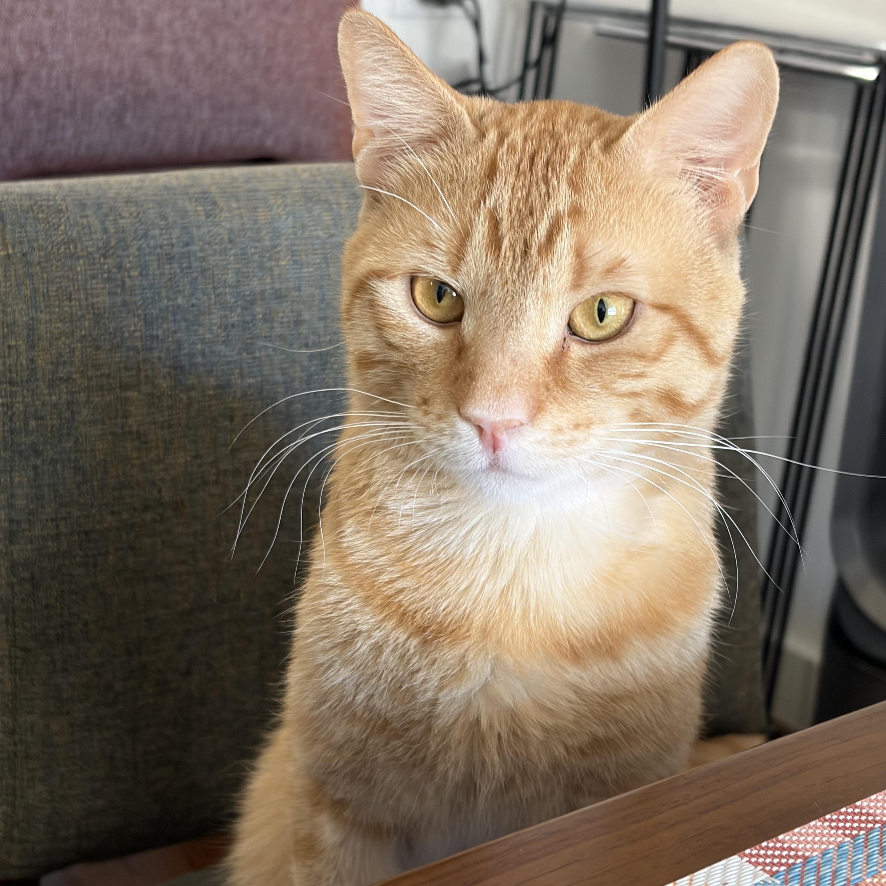 Angel Saunders, ADOPTABLE, Young Male Domestic Short Hair.