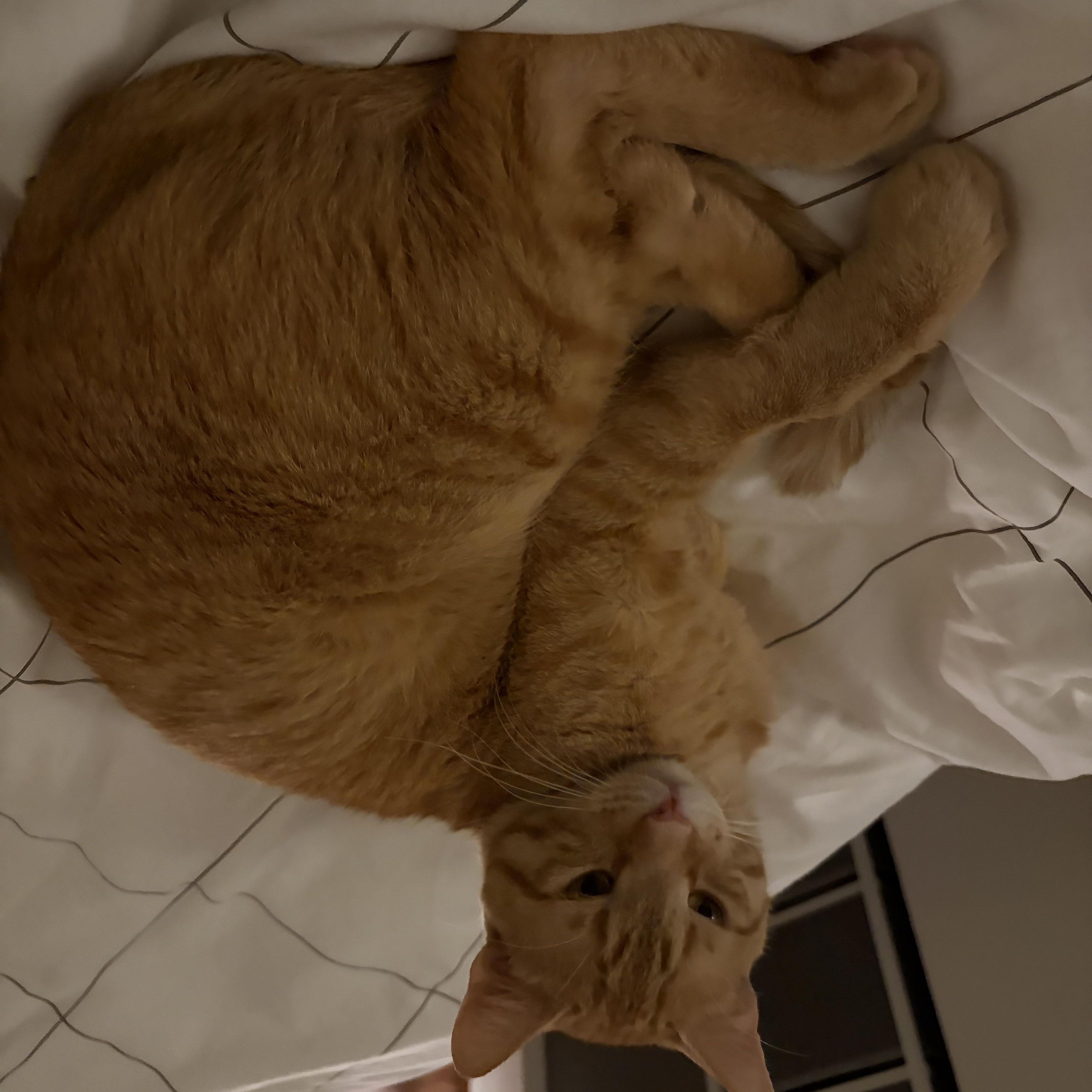 Enlarge Angel Saunders, a ADOPTABLE Domestic Short Hair in New York, NY image 3/5