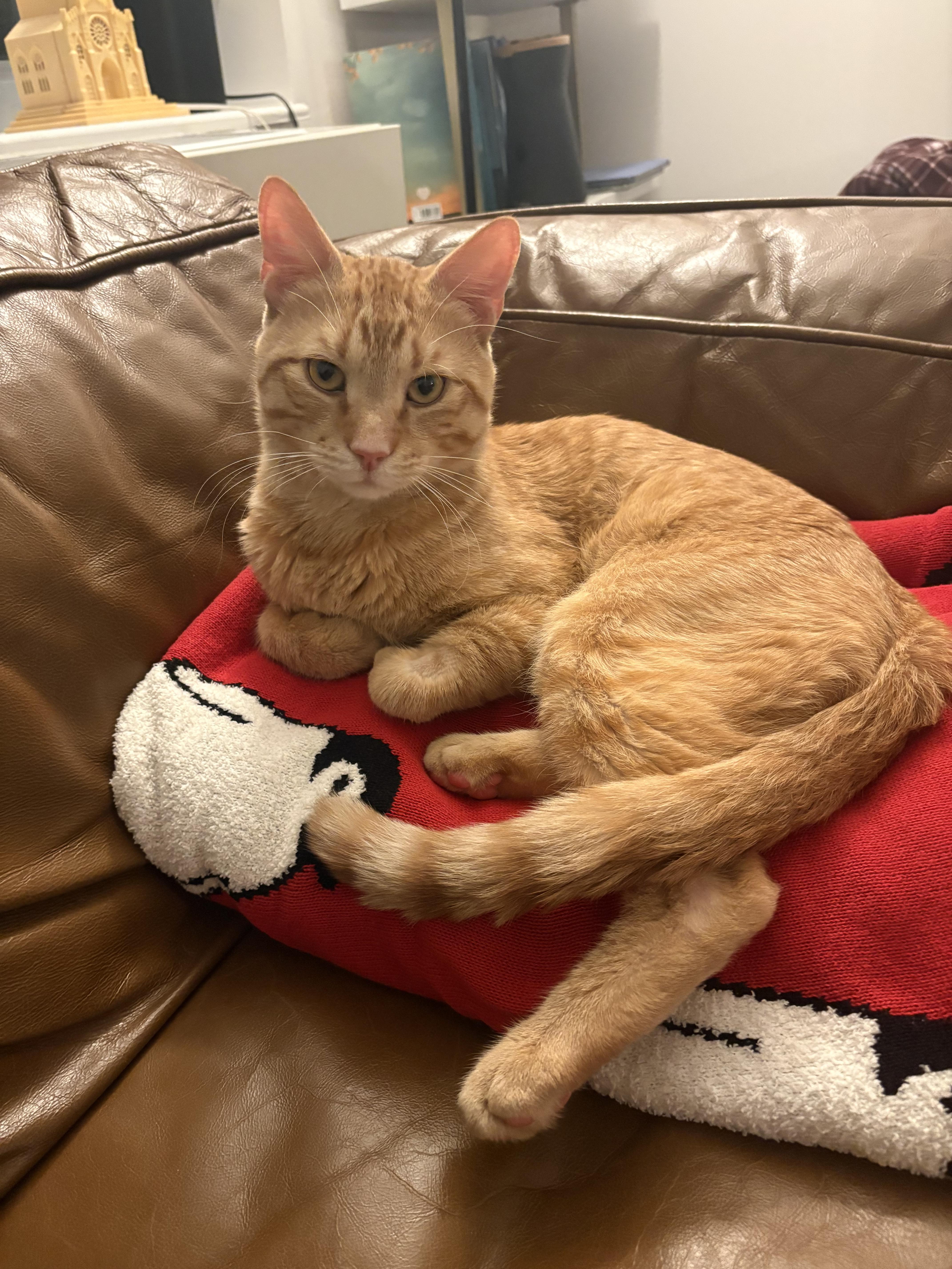 Enlarge Angel Saunders, a ADOPTABLE Domestic Short Hair in New York, NY image 2/5