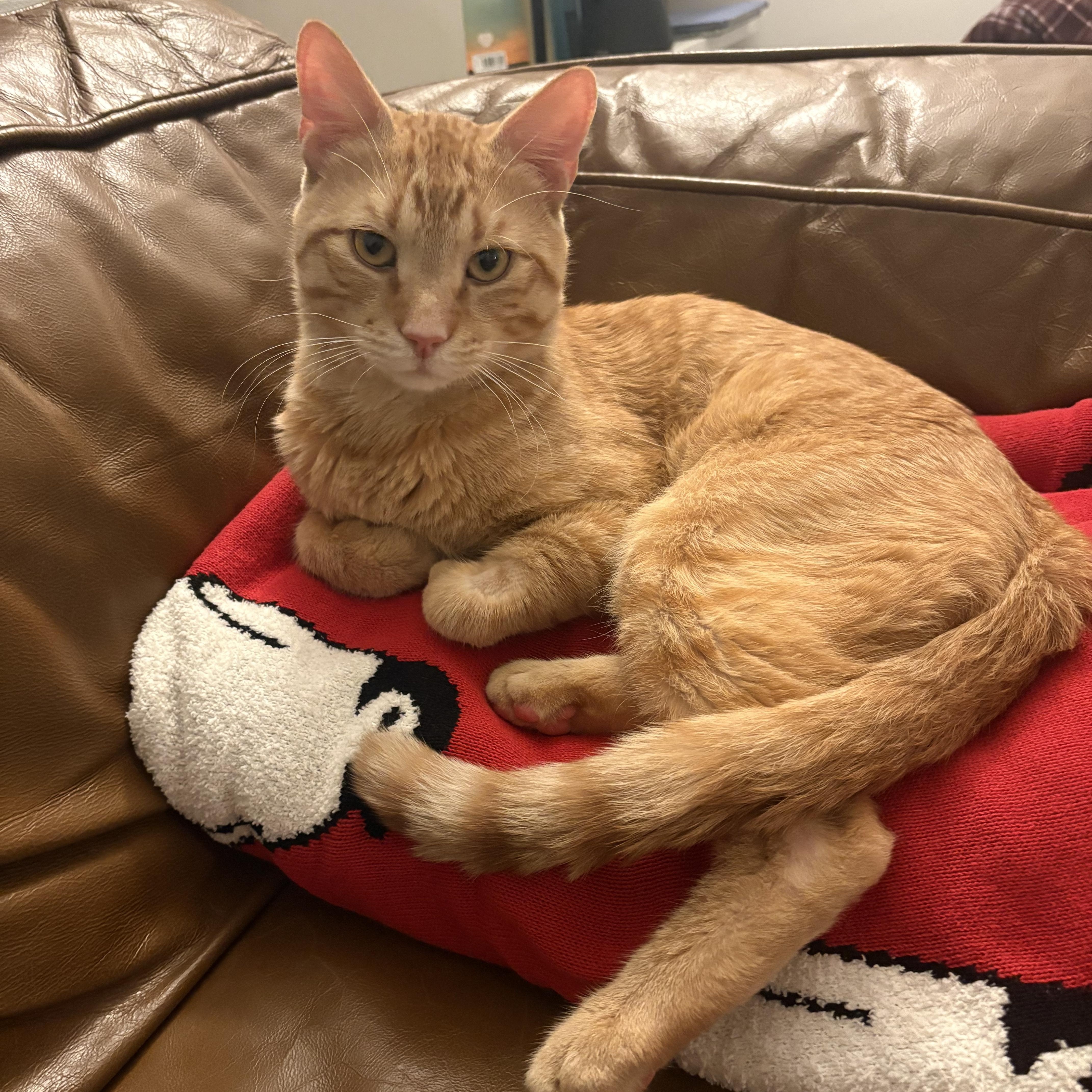 Enlarge Angel Saunders, an adoptable Domestic Short Hair in New York, NY image 2/5