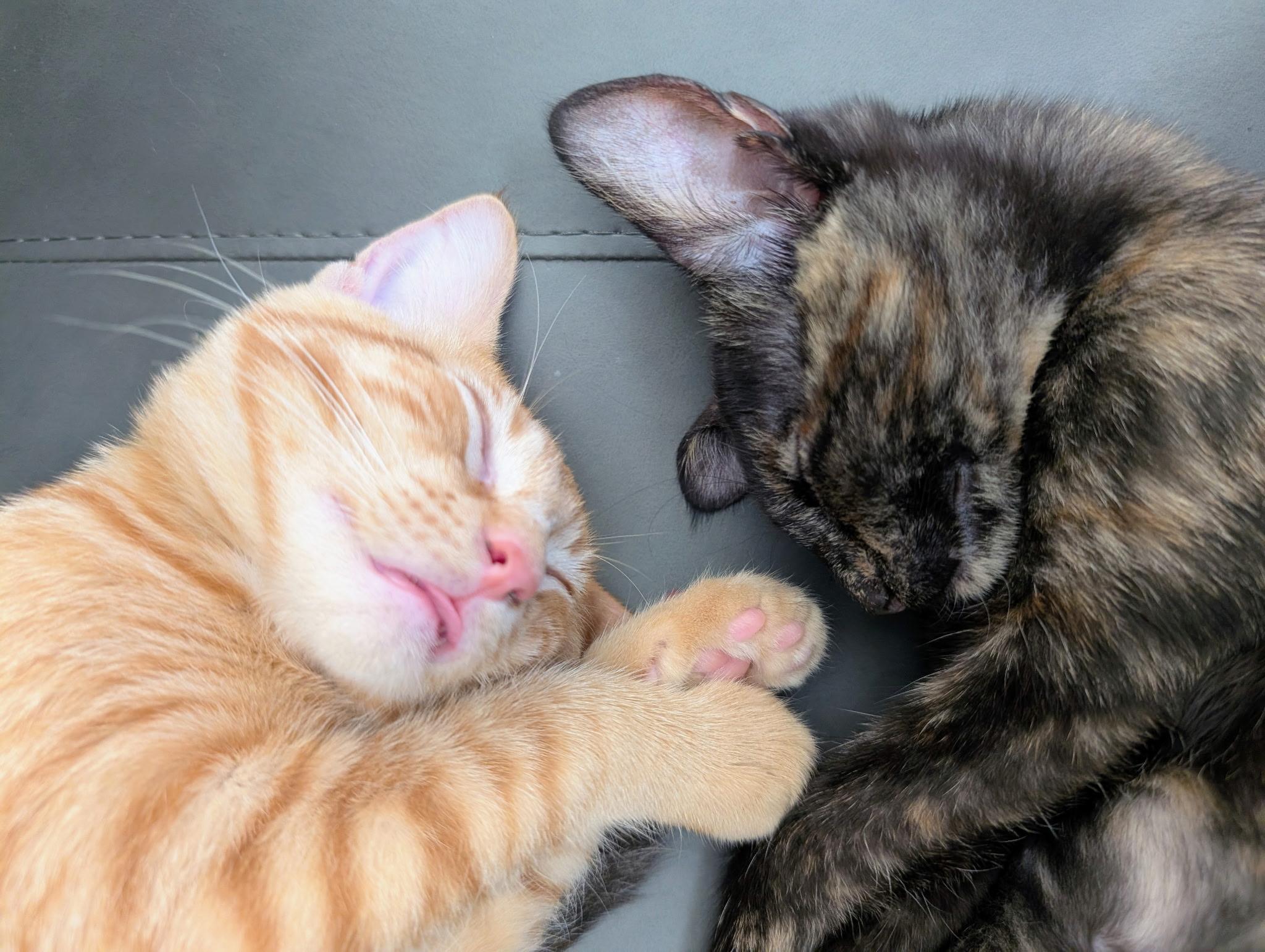 Penelope & Tyson Bonded Pair, a ADOPTABLE mixed breed in Brentwood, CA image 5/5