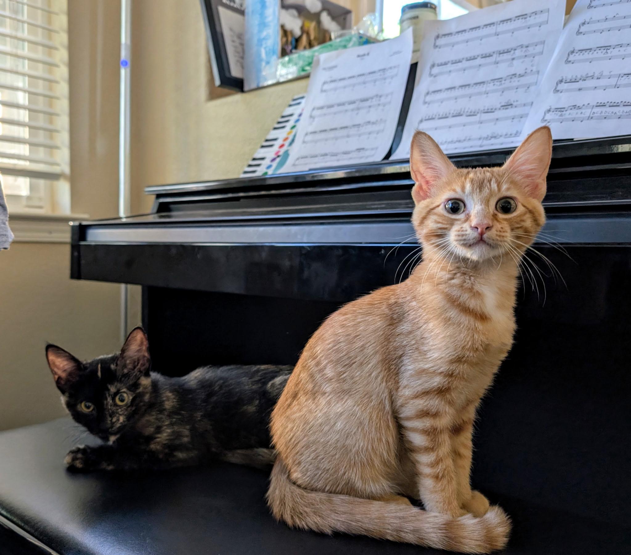 Penelope & Tyson Bonded Pair, a ADOPTABLE mixed breed in Brentwood, CA image 4/5