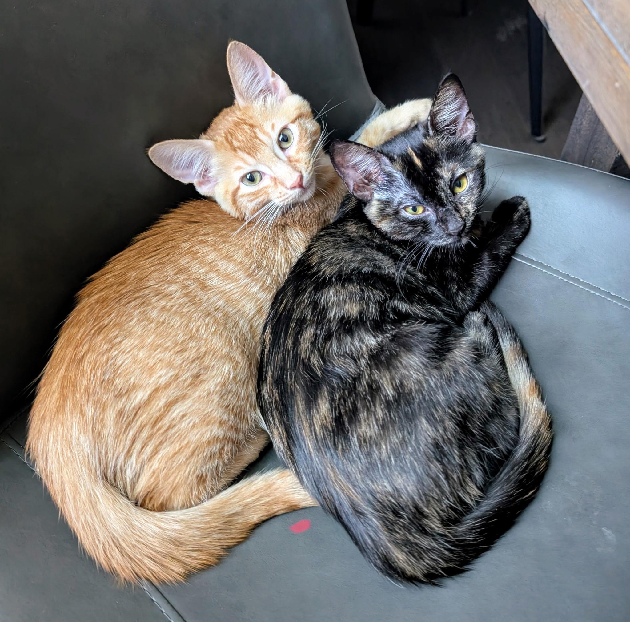 Penelope & Tyson Bonded Pair, a ADOPTABLE mixed breed in Brentwood, CA image 1/5