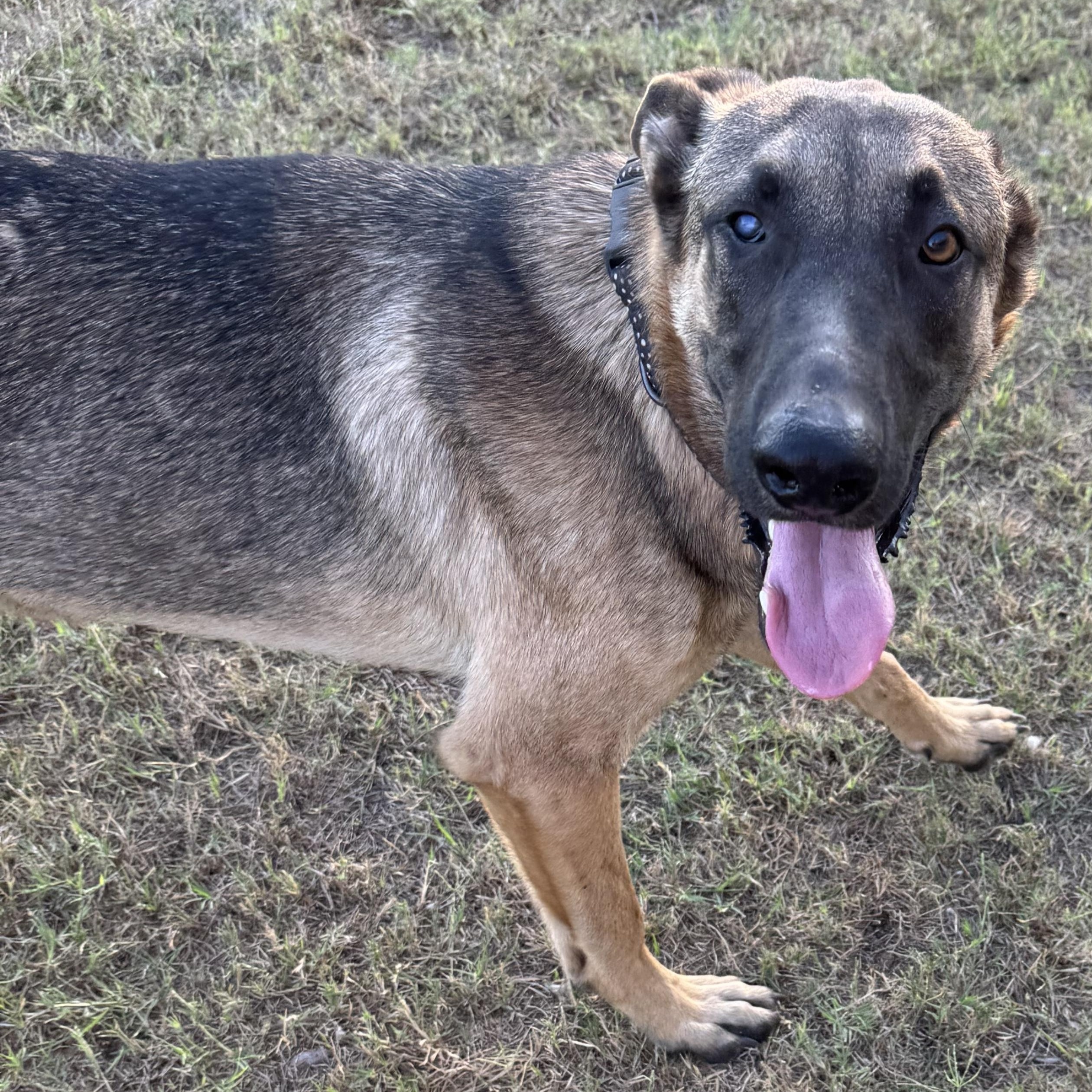 Gunnar, Adoptable, Young Male German Shepherd Dog.