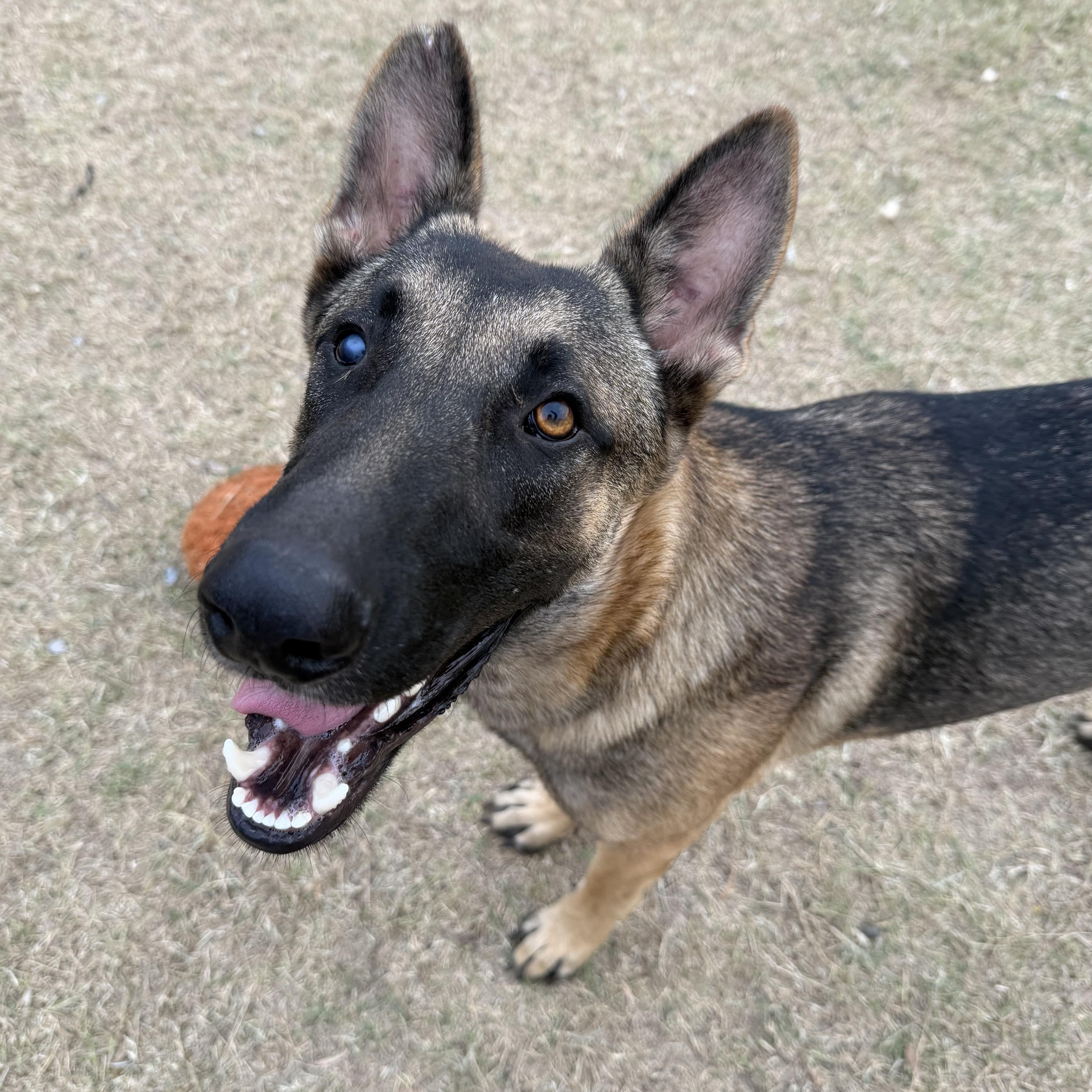 Enlarge Gunnar, a Adoptable German Shepherd Dog in Willowbrook, IL image 2/5